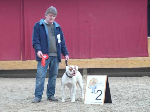 amerikaanse bulldog